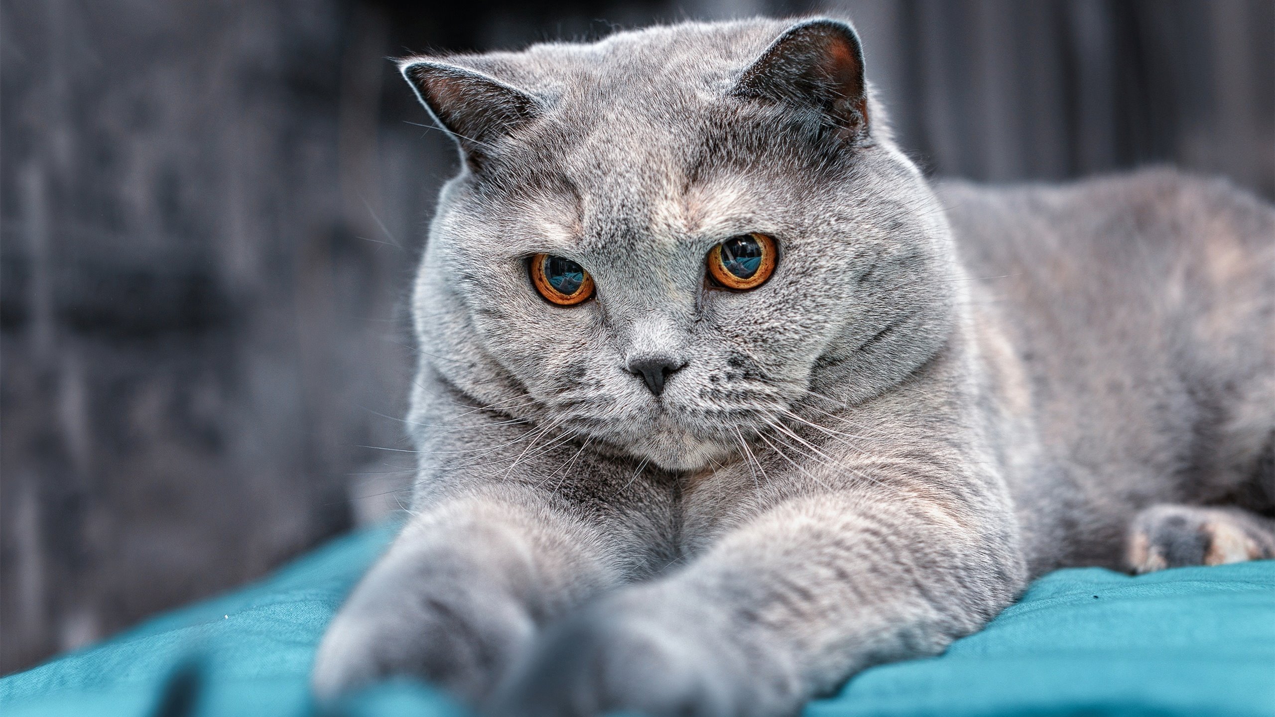 F1匈牙利大奖赛启示录，黑暗中的光芒与永恒的传奇