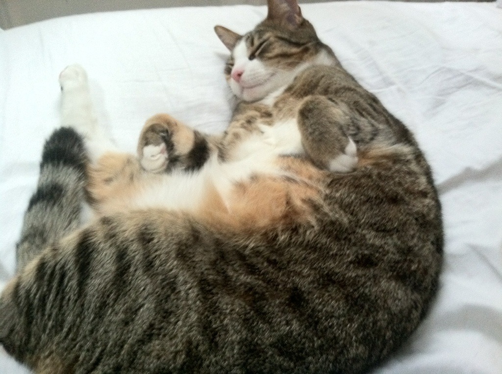 一场没有比较的加冕，当温网割裂ATP总决赛的喧嚣，梅德韦杰夫的火热仅是注脚