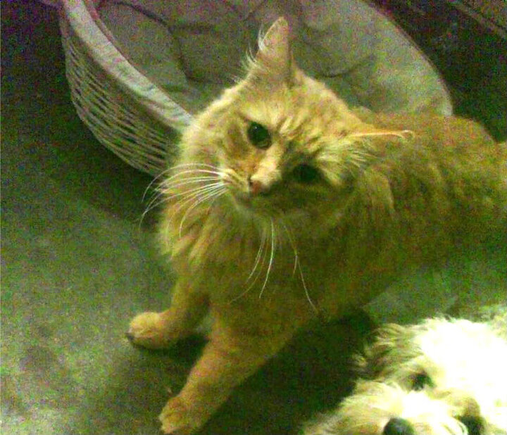 加维带队取胜，哥伦比亚逆转波兰的翻盘奇迹