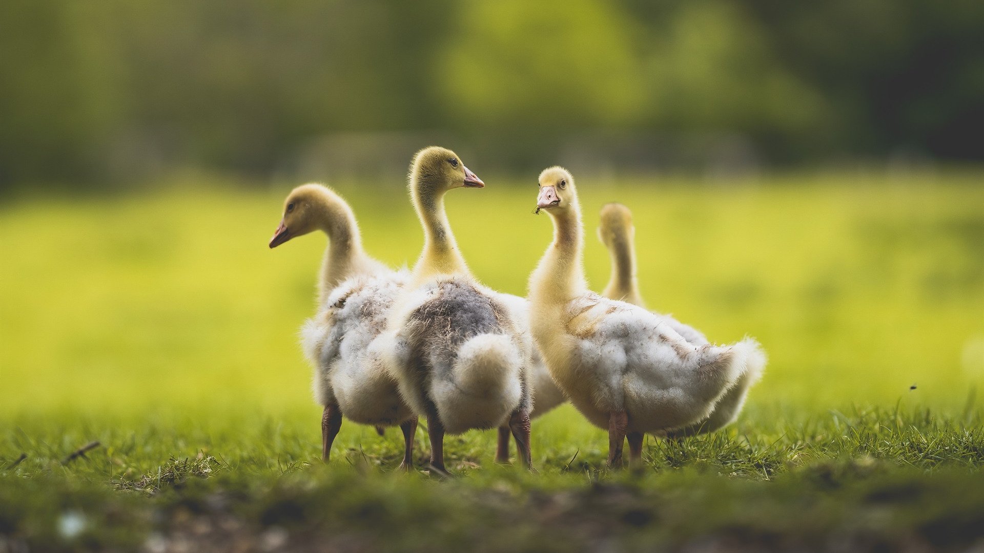 极速交锋与战术压制,F1街道赛焦点战与快船征服雄鹿的体育双重奏