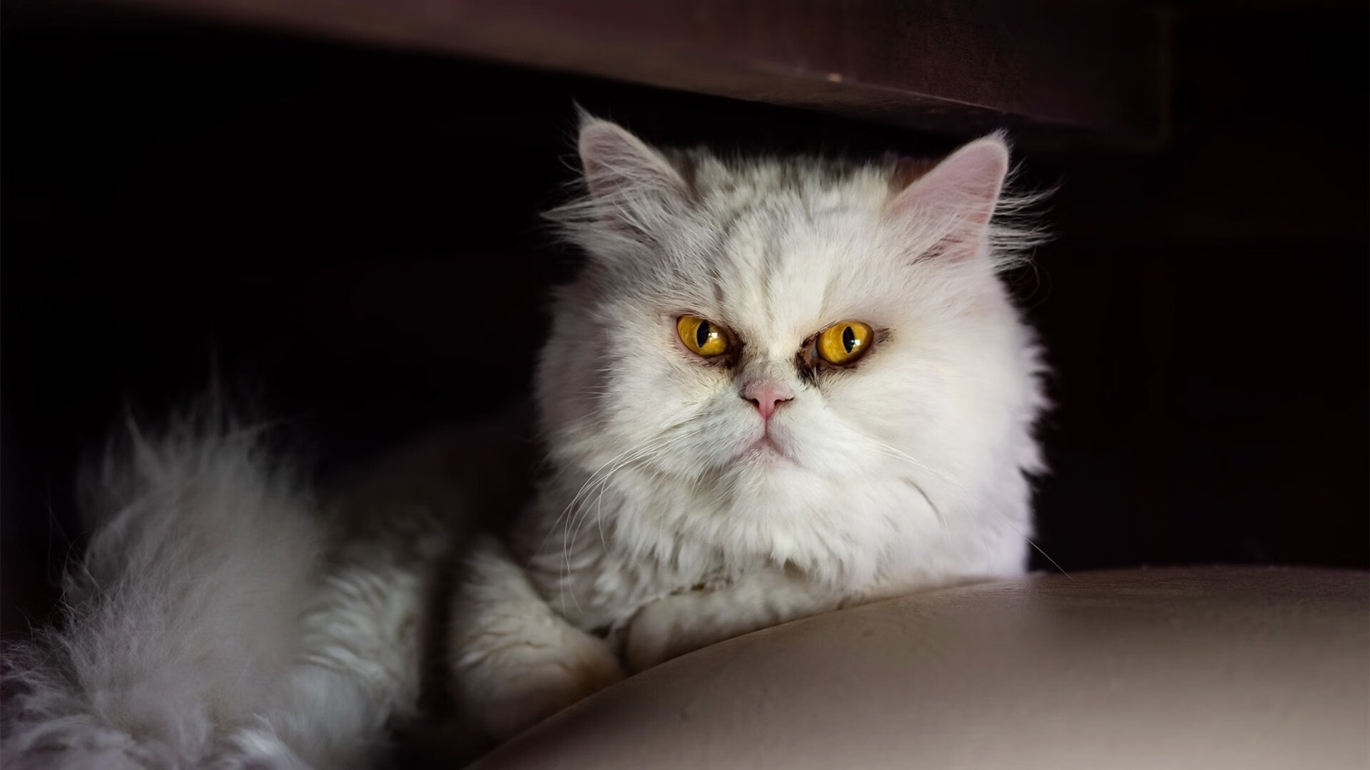 铁壁南粤锁丹佛,天神降世定乾坤,文班亚马东决G7狂揽40+20封神