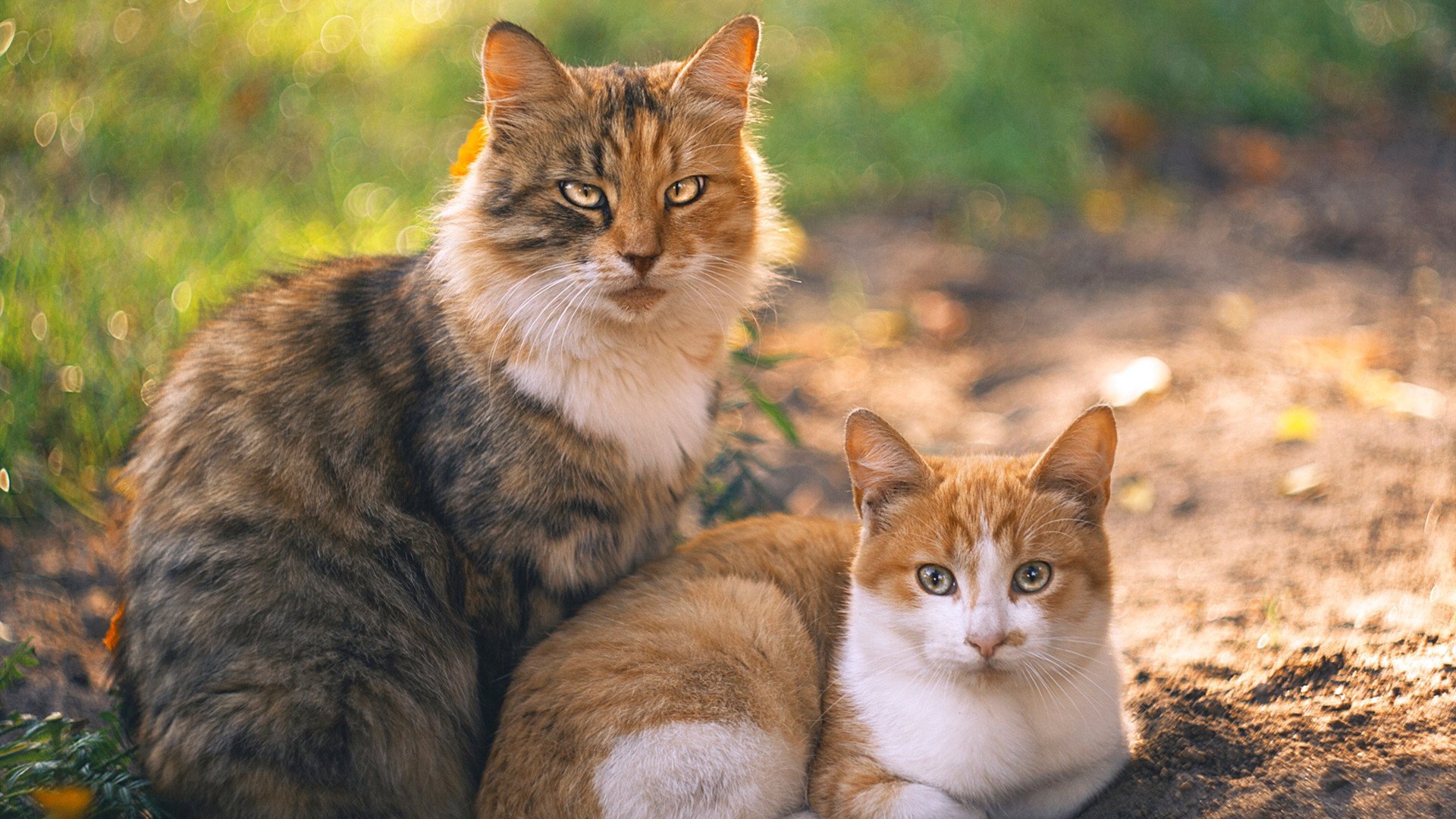 跨界掌控,森林狼以节奏驯服猛龙,利拉德在F1式揭幕战中接管比赛