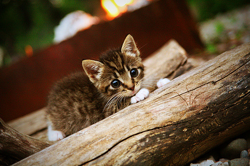 平行宇宙里,塔图姆如何用一场比赛,刺破五千年的团队篮球哲学?