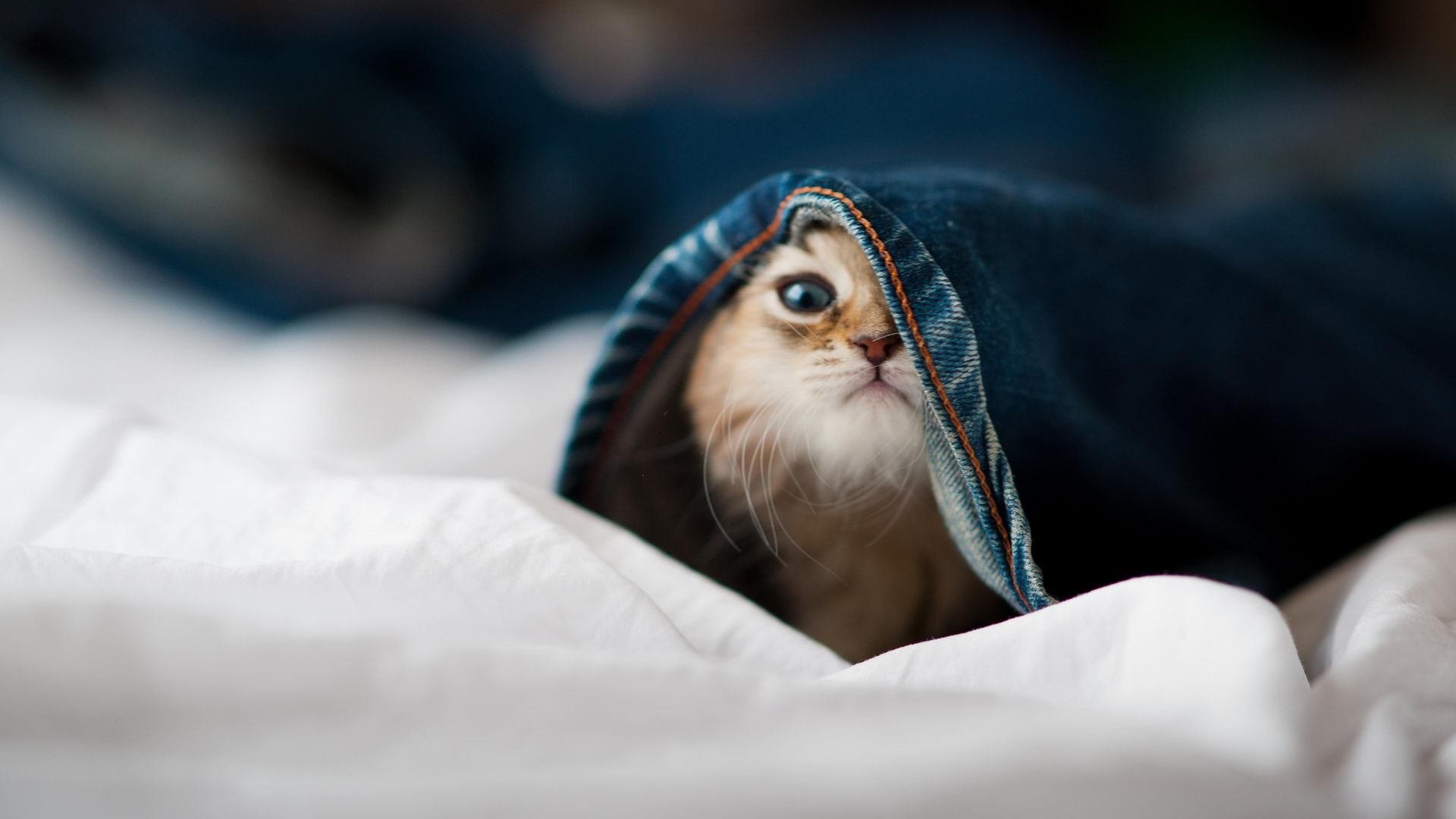 足球的多维魅力，卡马文加独舞艺术与伊朗史诗胜利的对照