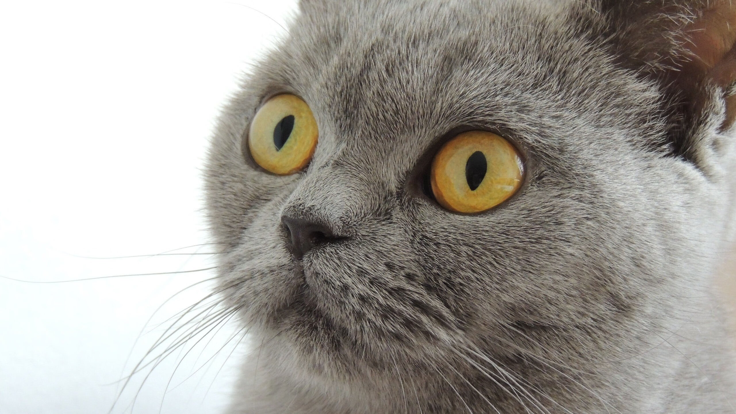 切特·霍姆格伦,当所有人都在追逐三分浪潮,他成了步行者的定海神针