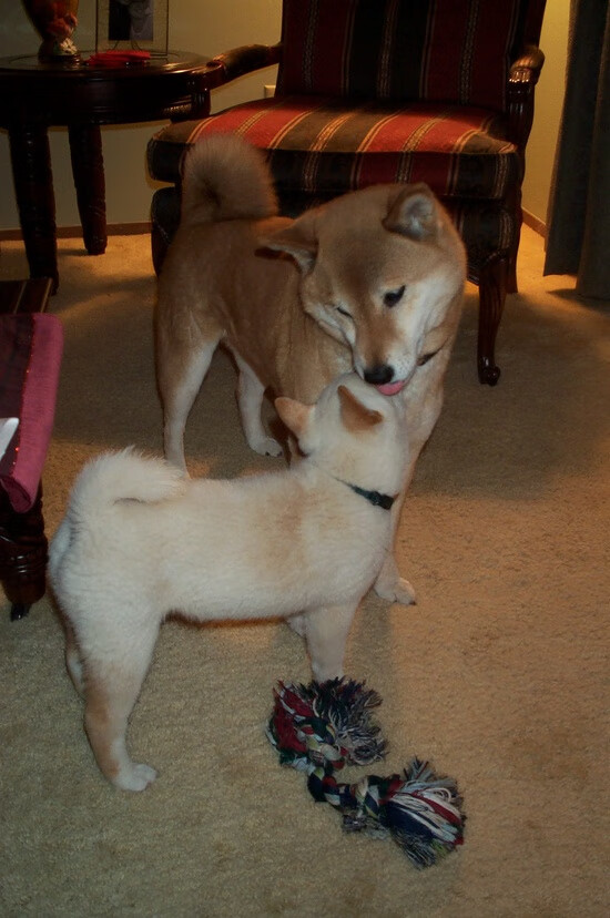 巴黎前哨战，森林狼血拼马刺，暗藏美法篮球的未来命运