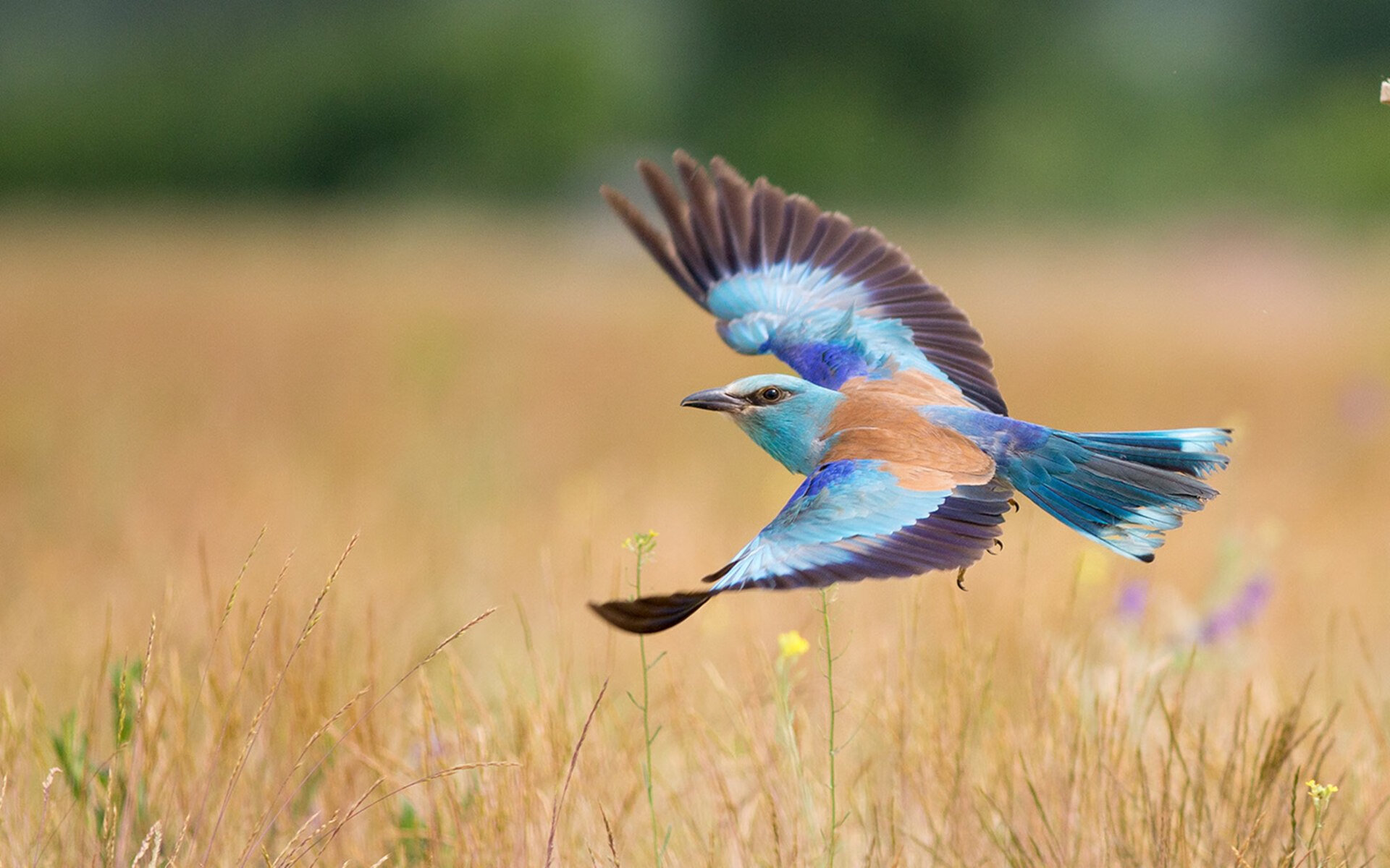 奥斯梅恩爆发破铁壁，拜仁式火力如何压制丹麦足球哲学？