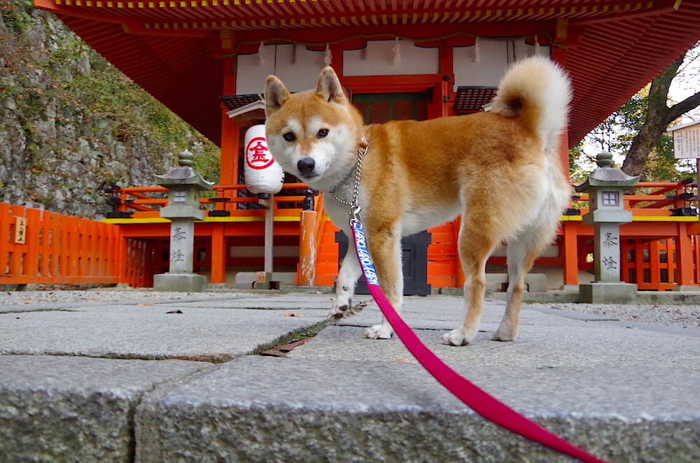 星光的另一面，当国家德比遇上奥地利式翻盘，团结才是最终答案