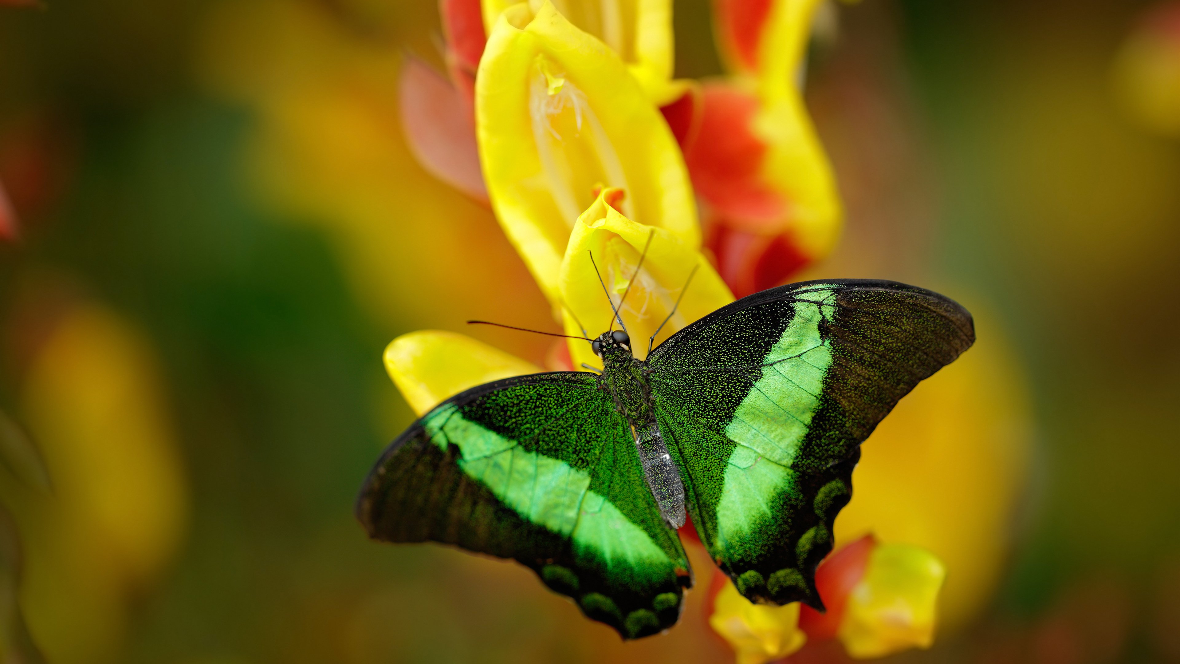 篮球平行宇宙，大漠烽火洛杉矶，神射焚风定天山