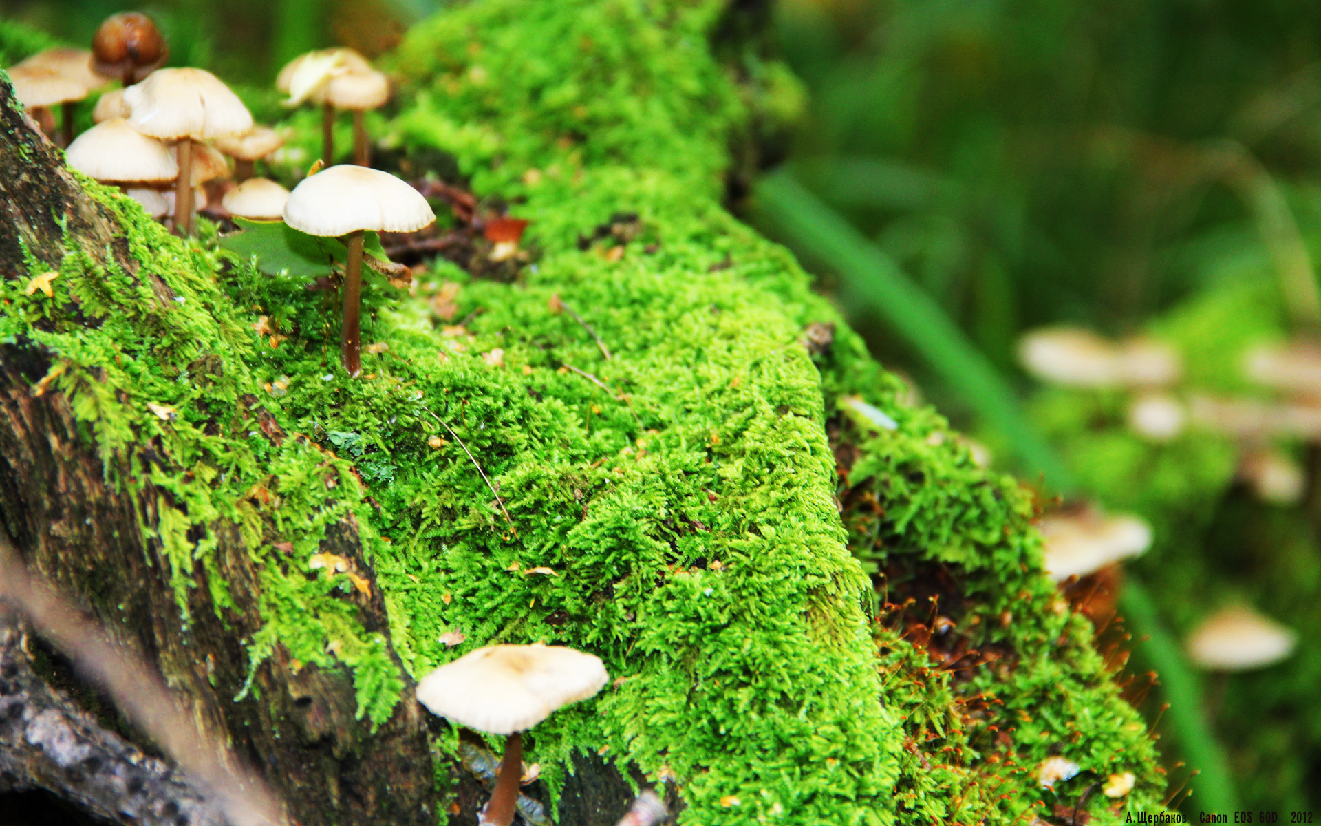 1.绿茵王权，当2026世界杯的国王冲垮深圳铁壁