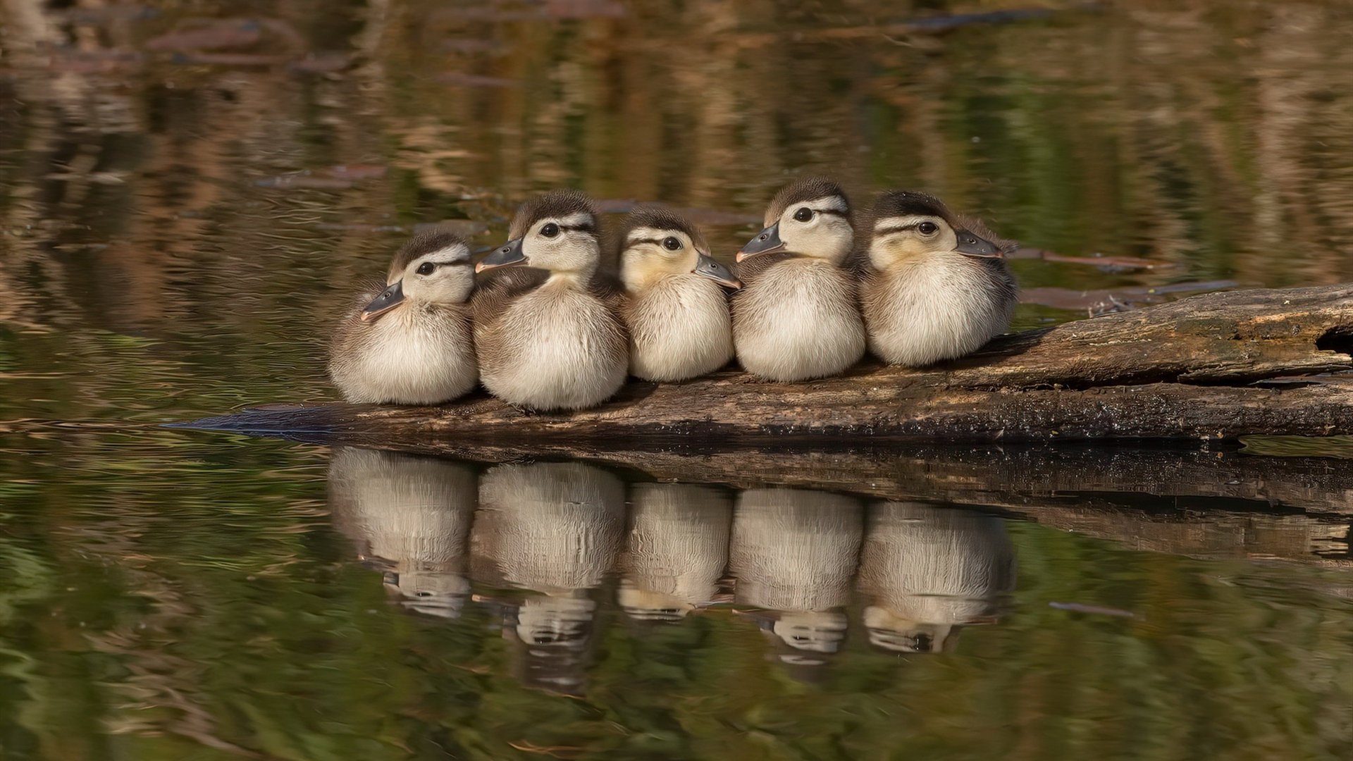 切尔西碾压里昂,厄德高成攻防转换发动机