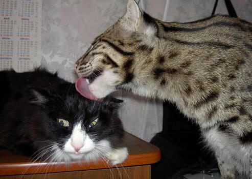 孤注一掷的诺坎普之夜,金玟哉铁血爆发,马竞终结尼斯黑马神话