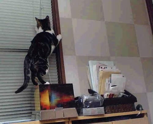 非洲对决与巨星闪耀,喀麦隆强行终结塞内加尔,姆巴佩关键节点连续得分