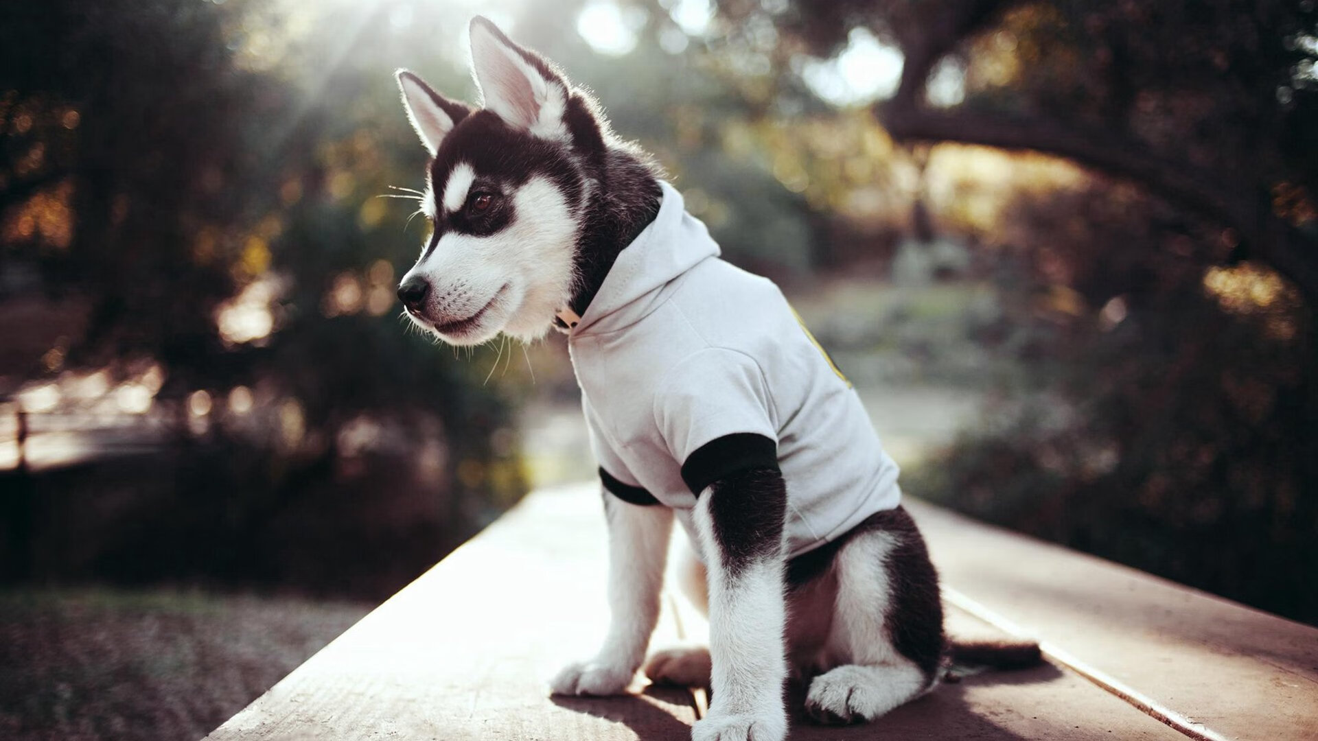 引擎咆哮下的逆转之夜,苏亚雷斯关键七圈改写街道赛历史