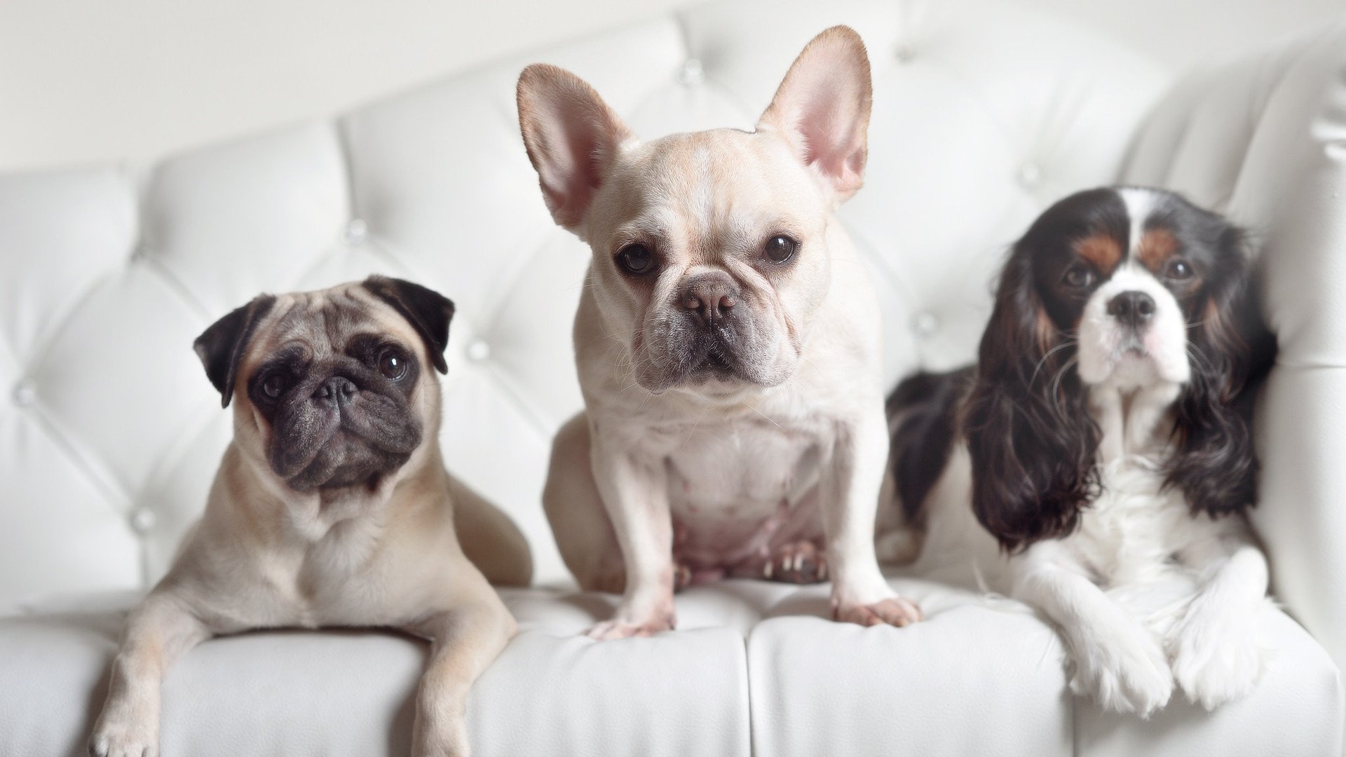 团队篮球的胜利，安哥拉如何用一节时间击垮丹麦