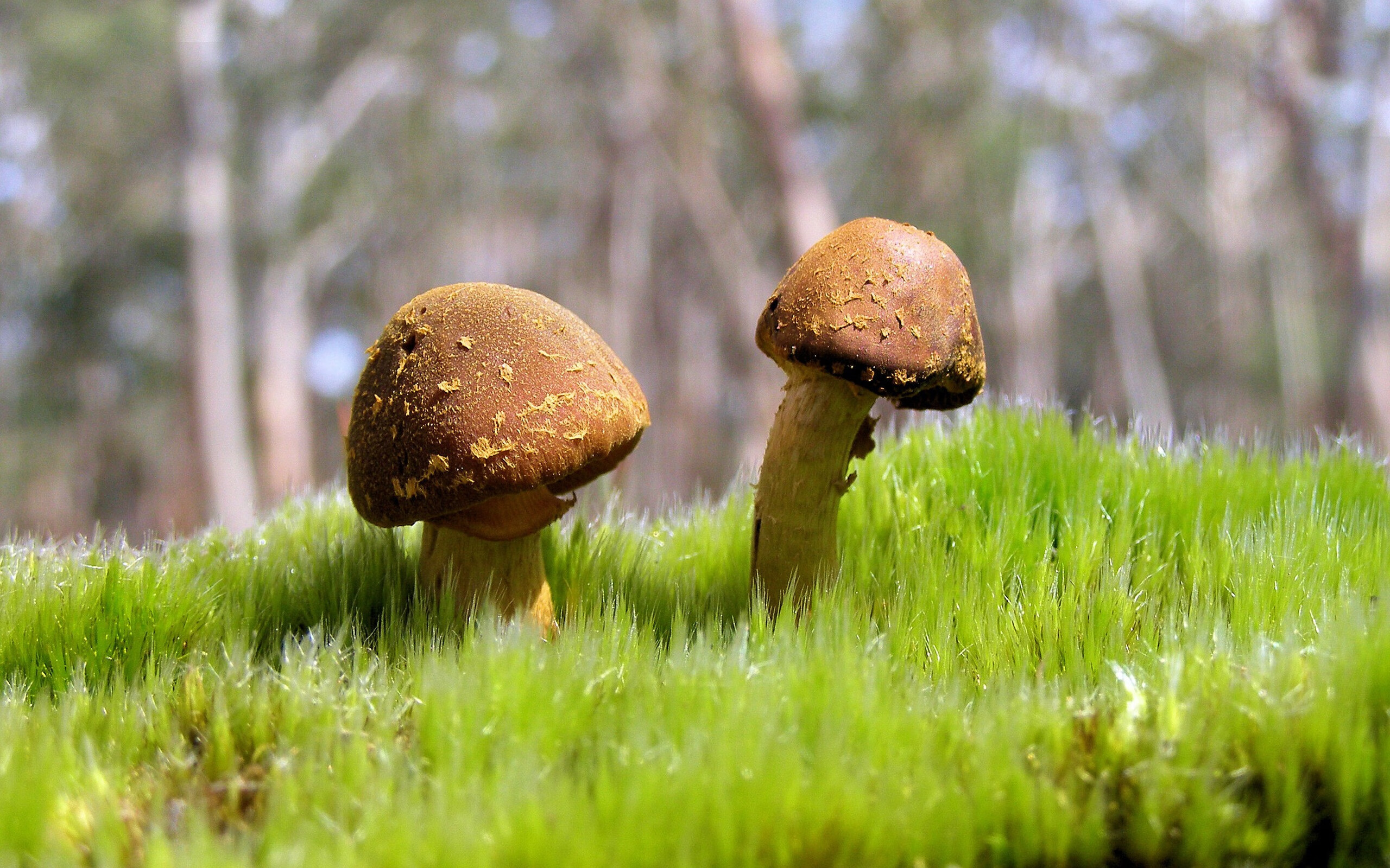 末节死神降临！利拉德狂飙20分率活塞逆转鹈鹕，窒息防守锁死对手